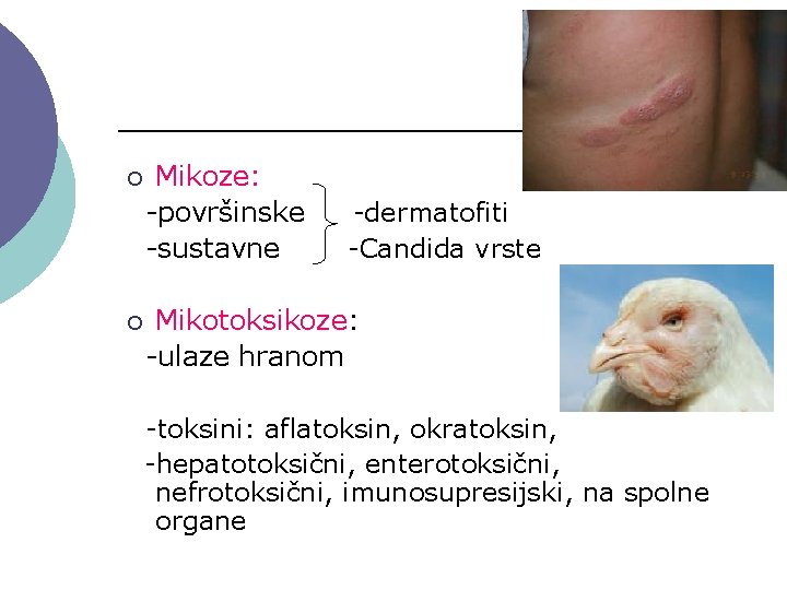 ¡ ¡ Mikoze: -površinske -sustavne -dermatofiti -Candida vrste Mikotoksikoze: -ulaze hranom -toksini: aflatoksin, okratoksin,