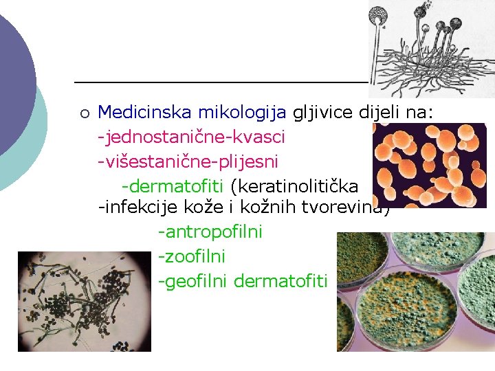 ¡ Medicinska mikologija gljivice dijeli na: -jednostanične-kvasci -višestanične-plijesni -dermatofiti (keratinolitička spobnost -infekcije kože i