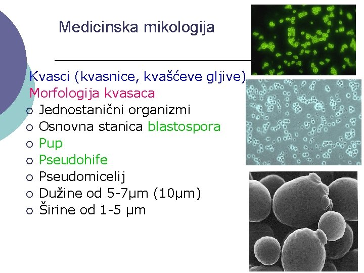 Medicinska mikologija Kvasci (kvasnice, kvašćeve gljive) Morfologija kvasaca ¡ Jednostanični organizmi ¡ Osnovna stanica