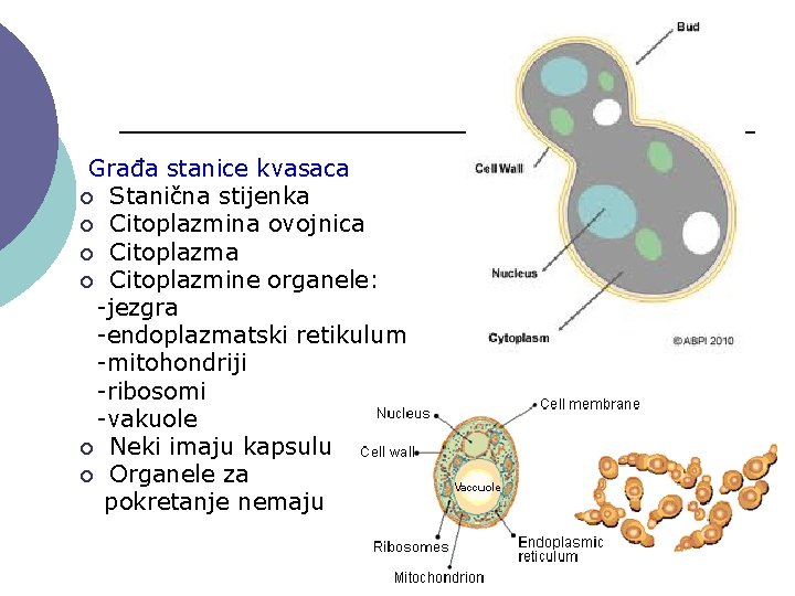 Građa stanice kvasaca ¡ Stanična stijenka ¡ Citoplazmina ovojnica ¡ Citoplazmine organele: -jezgra -endoplazmatski
