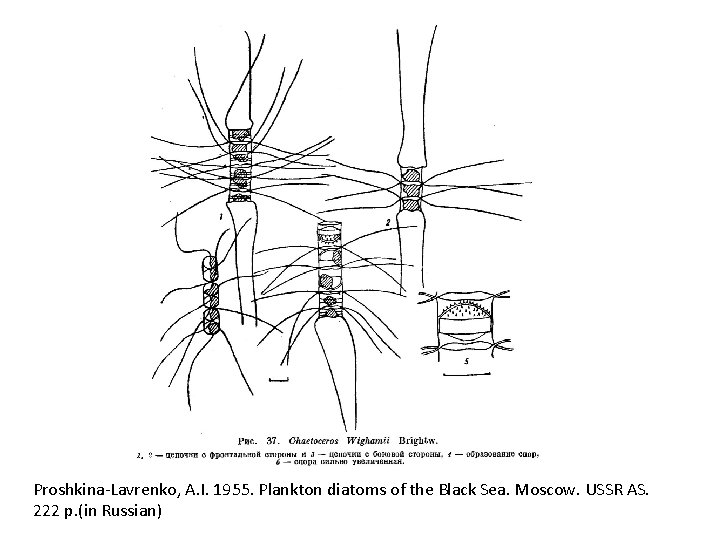 Proshkina-Lavrenko, A. I. 1955. Plankton diatoms of the Black Sea. Moscow. USSR AS. 222