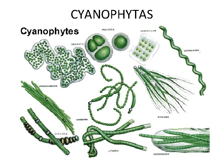 CYANOPHYTAS 