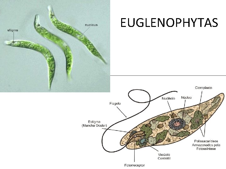 EUGLENOPHYTAS 