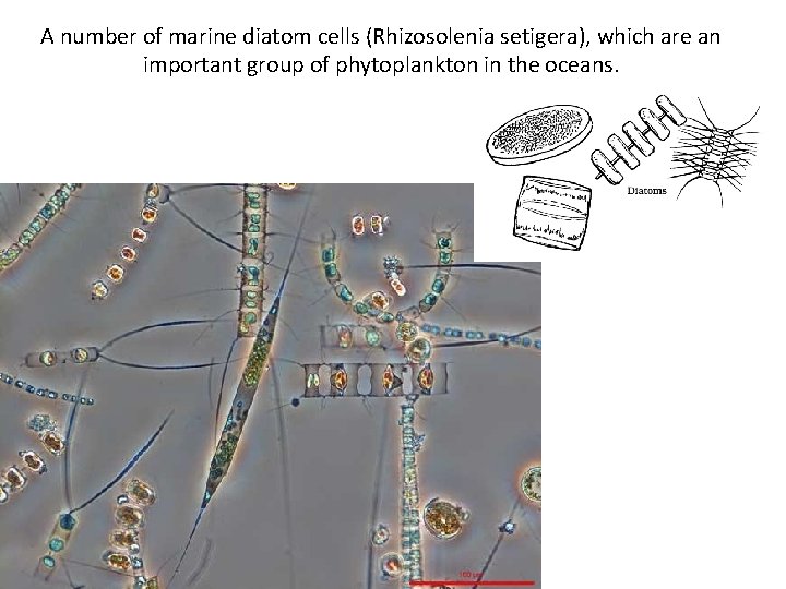 A number of marine diatom cells (Rhizosolenia setigera), which are an important group of