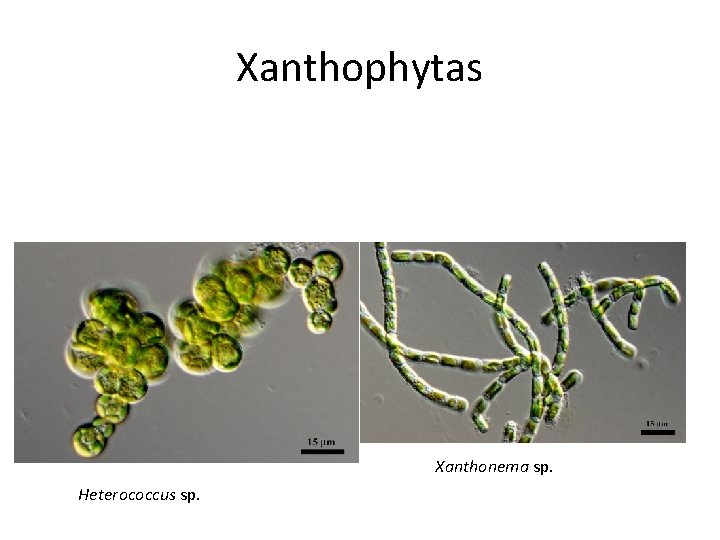 Xanthophytas Xanthonema sp. Heterococcus sp. 