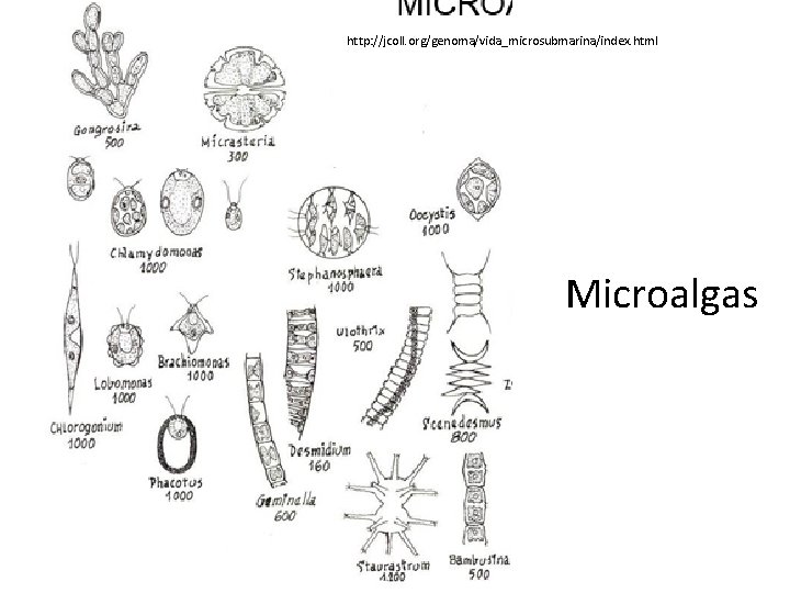 http: //jcoll. org/genoma/vida_microsubmarina/index. html Microalgas 