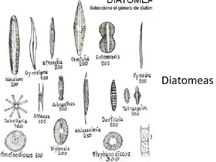 Diatomeas 