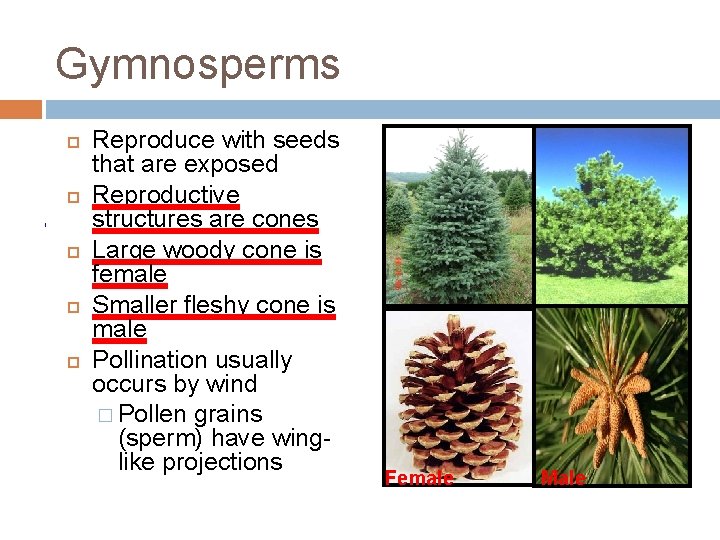 Gymnosperms Reproduce with seeds that are exposed Reproductive structures are cones Large woody cone