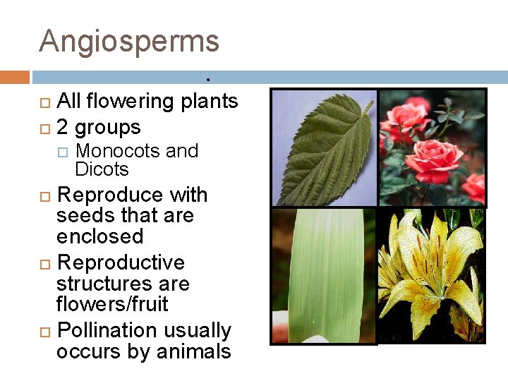 Angiosperms All flowering plants 2 groups Monocots and Dicots Reproduce with seeds that are