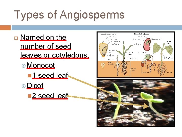 Types of Angiosperms Named on the number of seed leaves or cotyledons. Monocot 1