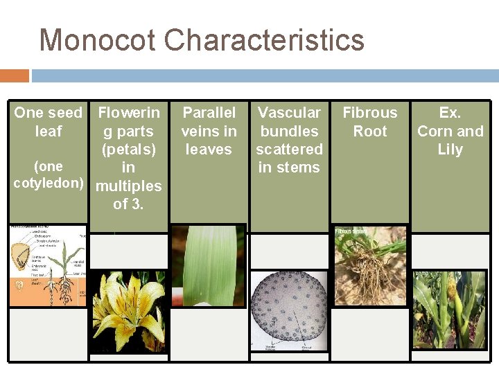 Monocot Characteristics One seed Flowerin leaf g parts (petals) (one in cotyledon) multiples of