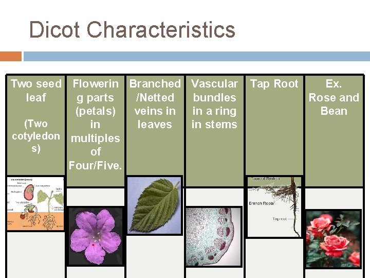 Dicot Characteristics Two seed Flowerin Branched Vascular leaf g parts /Netted bundles (petals) veins