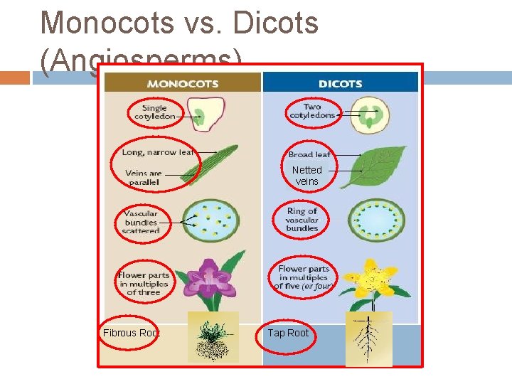 Monocots vs. Dicots (Angiosperms) Netted veins Fibrous Root Tap Root 