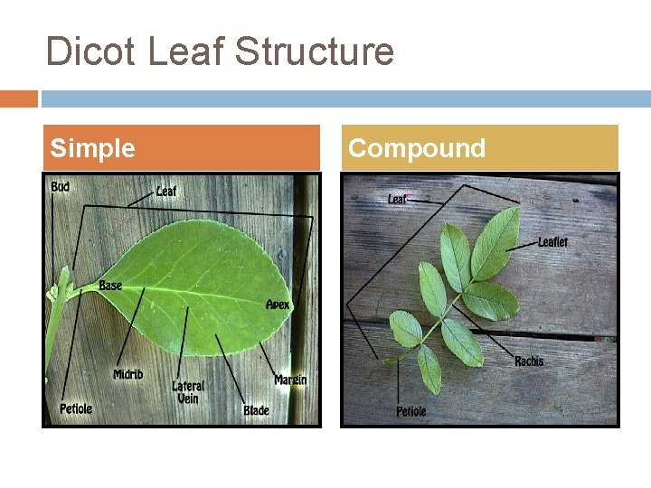 Dicot Leaf Structure Simple Compound 