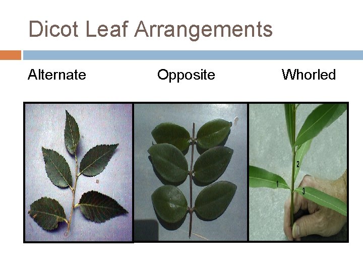 Dicot Leaf Arrangements Alternate Opposite Whorled 