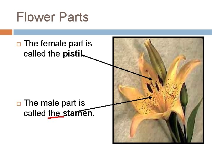 Flower Parts The female part is called the pistil. The male part is called