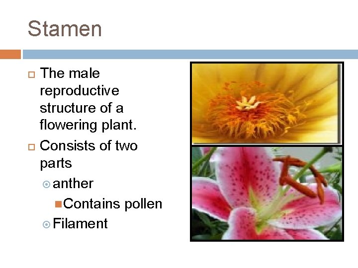 Stamen The male reproductive structure of a flowering plant. Consists of two parts anther