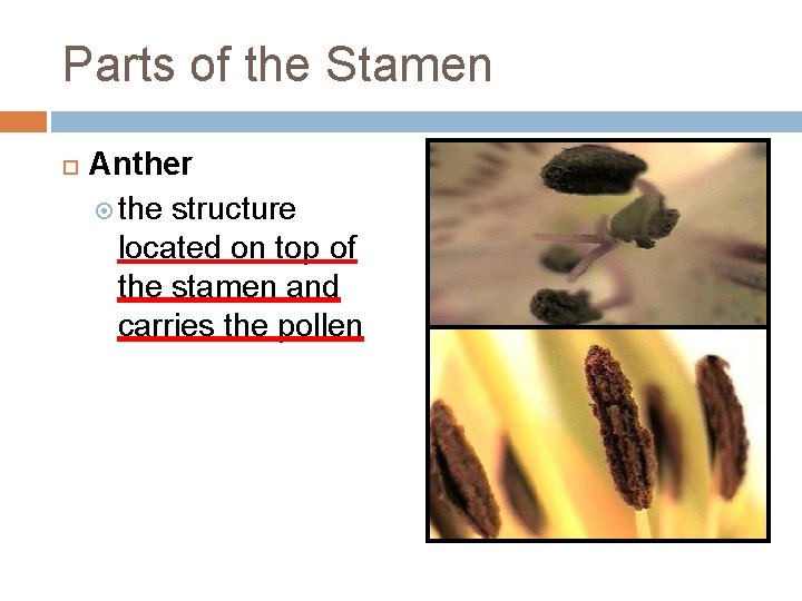 Parts of the Stamen Anther the structure located on top of the stamen and