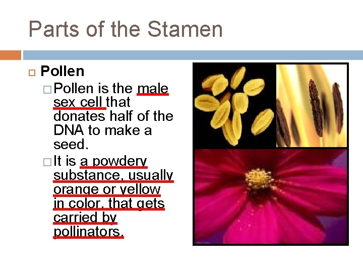 Parts of the Stamen Pollen � Pollen is the male sex cell that donates