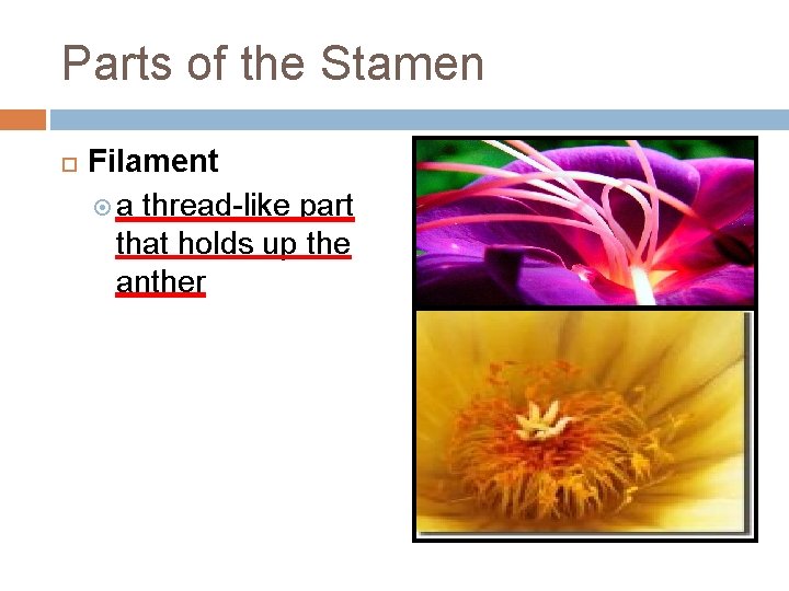 Parts of the Stamen Filament a thread-like part that holds up the anther 