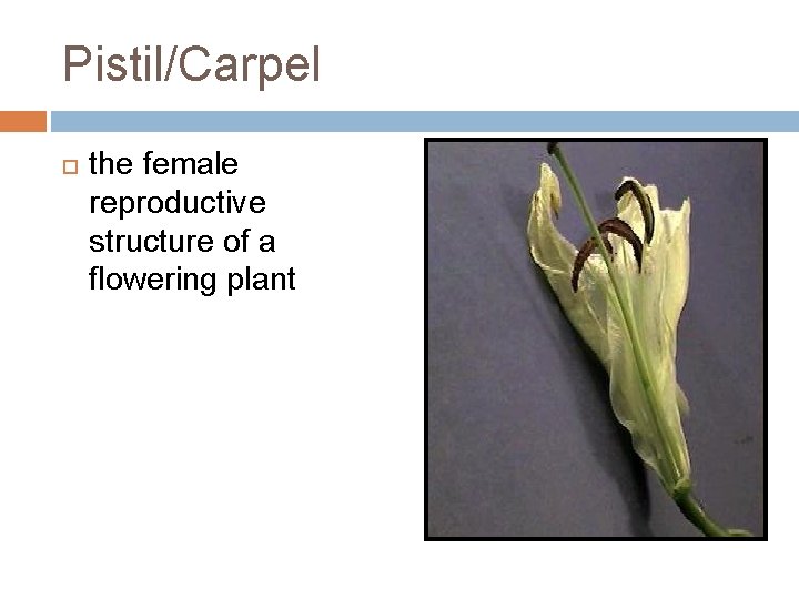 Pistil/Carpel the female reproductive structure of a flowering plant 