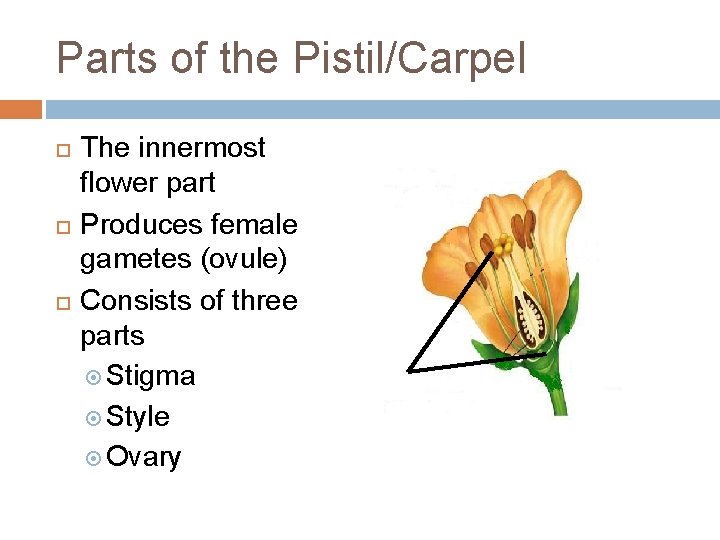 Parts of the Pistil/Carpel The innermost flower part Produces female gametes (ovule) Consists of