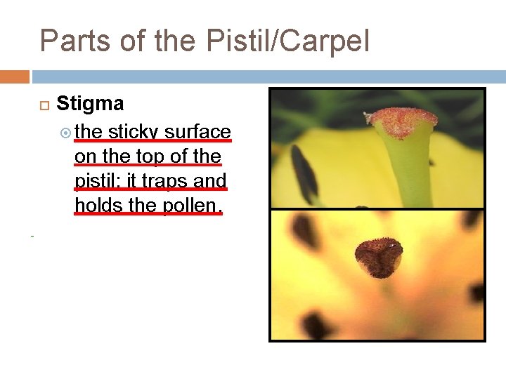 Parts of the Pistil/Carpel Stigma the sticky surface on the top of the pistil;