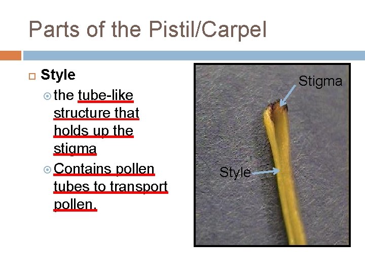 Parts of the Pistil/Carpel Style the tube-like structure that holds up the stigma Contains