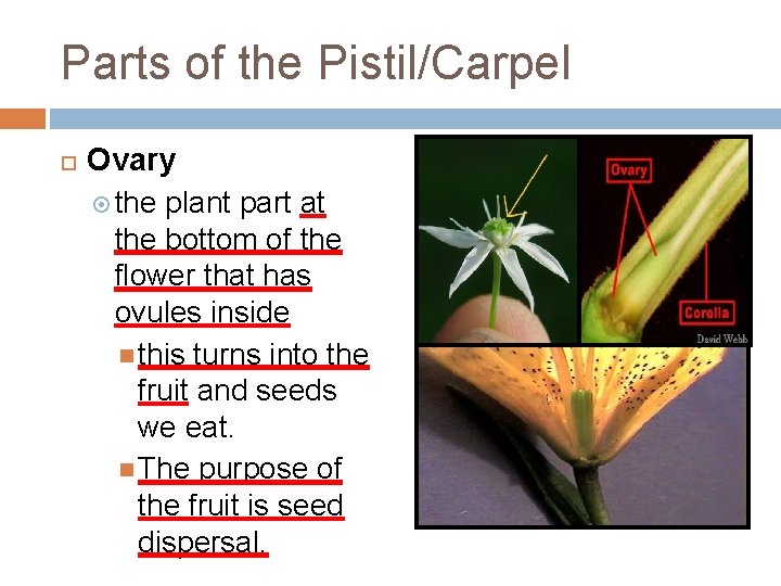 Parts of the Pistil/Carpel Ovary the plant part at the bottom of the flower