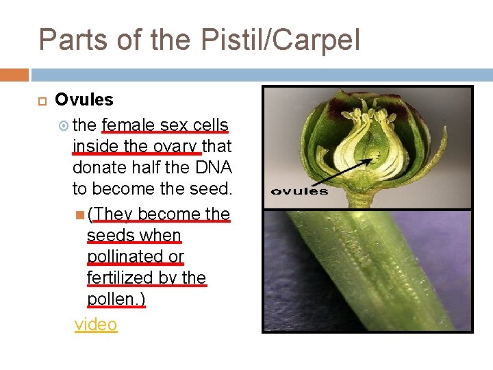 Parts of the Pistil/Carpel Ovules the female sex cells inside the ovary that donate