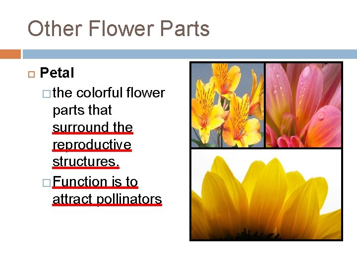 Other Flower Parts Petal � the colorful flower parts that surround the reproductive structures.