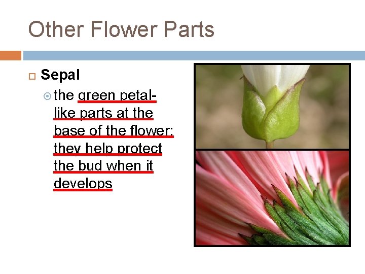 Other Flower Parts Sepal the green petallike parts at the base of the flower;