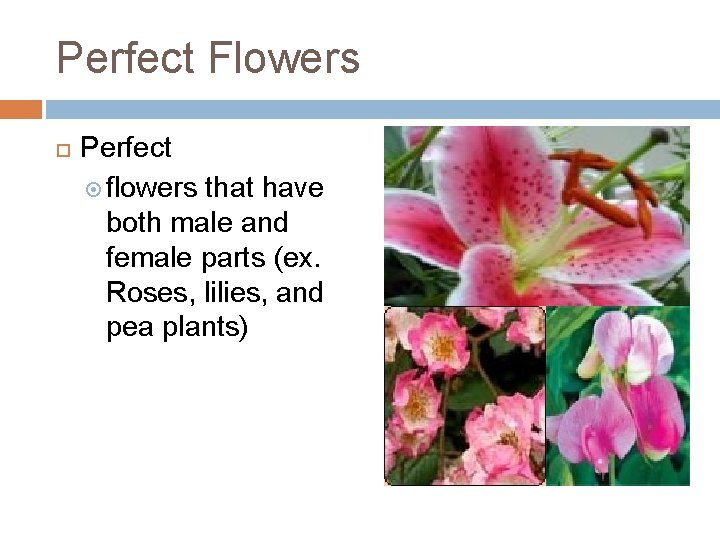 Perfect Flowers Perfect flowers that have both male and female parts (ex. Roses, lilies,