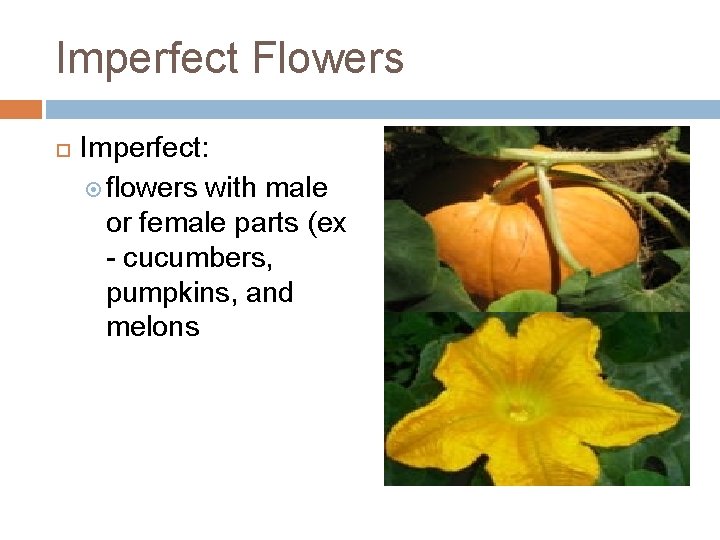 Imperfect Flowers Imperfect: flowers with male or female parts (ex - cucumbers, pumpkins, and