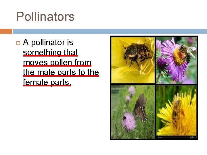 Pollinators A pollinator is something that moves pollen from the male parts to the