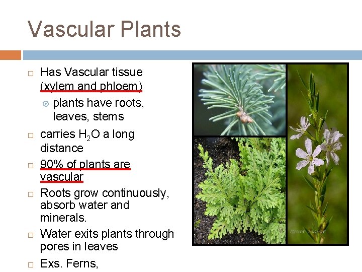 Vascular Plants Has Vascular tissue (xylem and phloem) plants have roots, leaves, stems carries