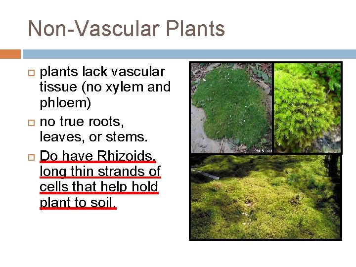 Non-Vascular Plants plants lack vascular tissue (no xylem and phloem) no true roots, leaves,