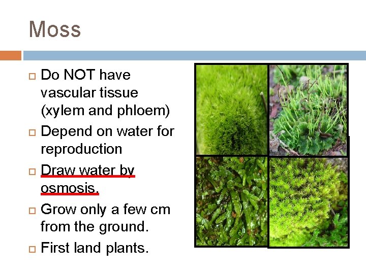 Moss Do NOT have vascular tissue (xylem and phloem) Depend on water for reproduction