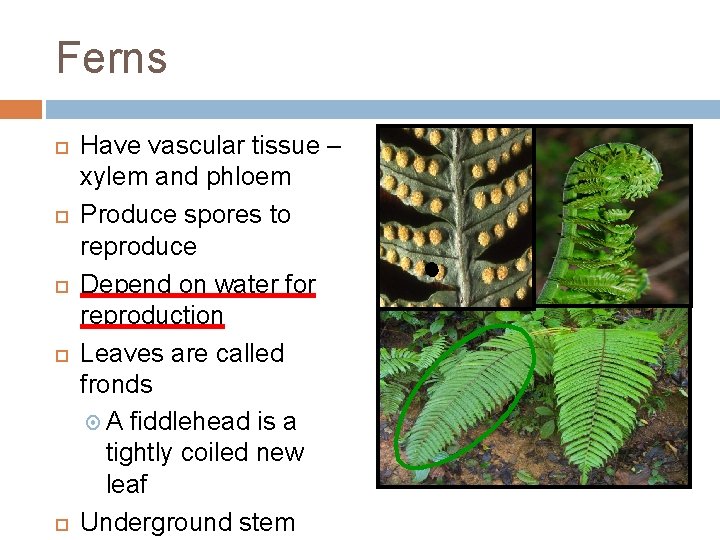 Ferns Have vascular tissue – xylem and phloem Produce spores to reproduce Depend on