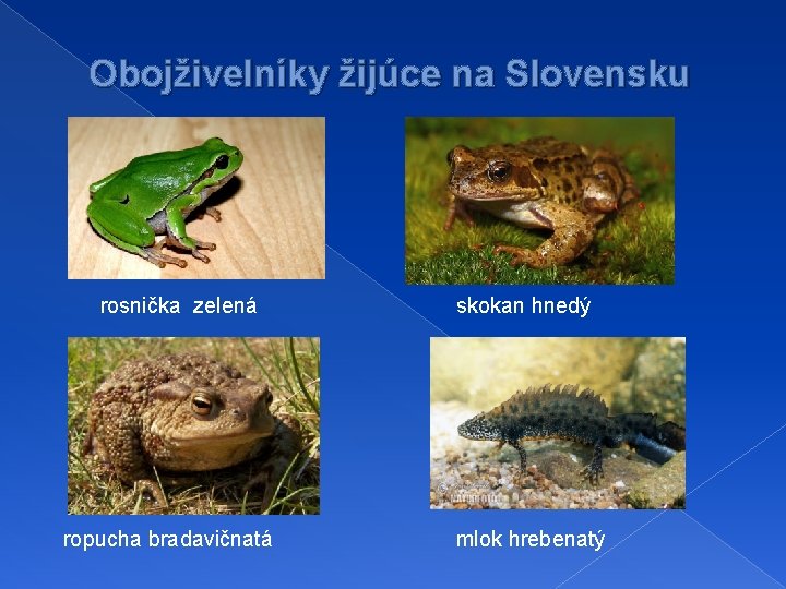 Obojživelníky žijúce na Slovensku rosnička zelená ropucha bradavičnatá skokan hnedý mlok hrebenatý 