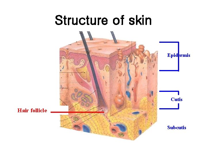 Structure of skin Epidermis Cutis Hair follicle Subcutis 