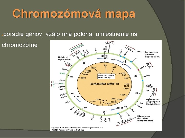 Chromozómová mapa poradie génov, vzájomná poloha, umiestnenie na § chromozóme 