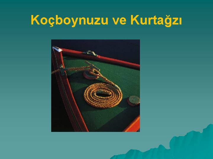 Koçboynuzu ve Kurtağzı 