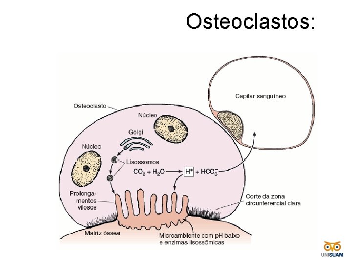  Osteoclastos: 