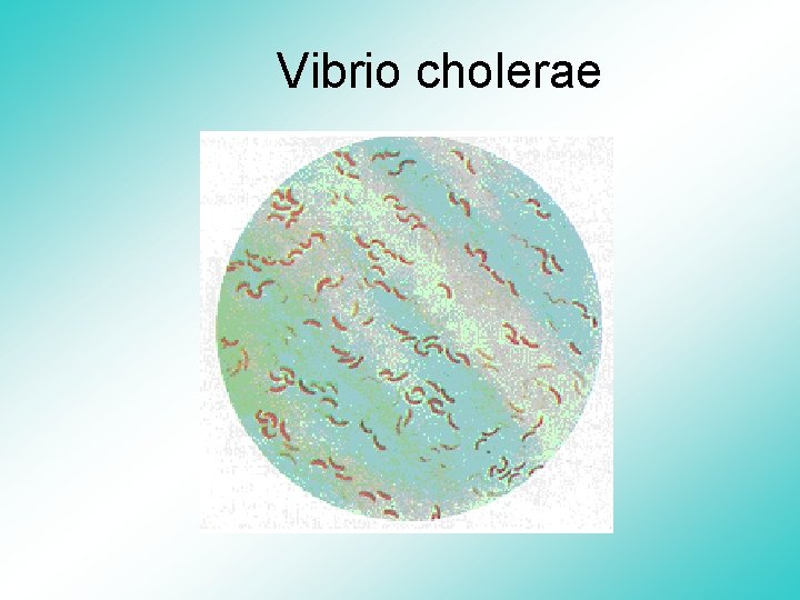 Vibrio cholerae 