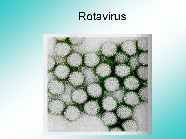 Rotavirus 