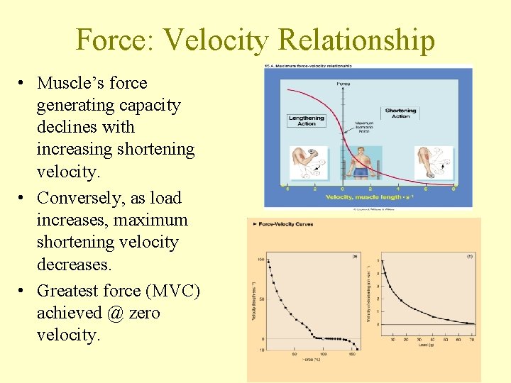 Force: Velocity Relationship • Muscle’s force generating capacity declines with increasing shortening velocity. •