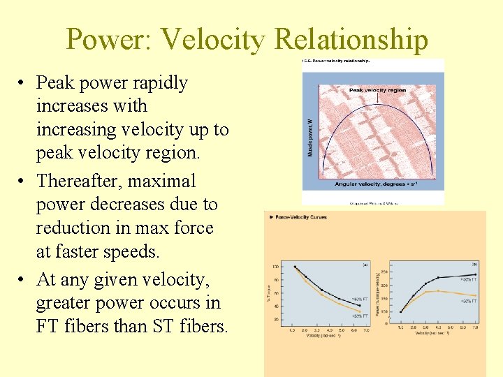 Power: Velocity Relationship • Peak power rapidly increases with increasing velocity up to peak