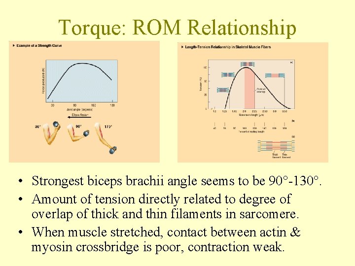 Torque: ROM Relationship • Strongest biceps brachii angle seems to be 90°-130°. • Amount