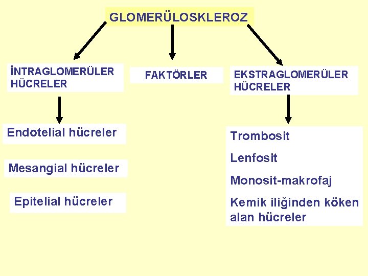 GLOMERÜLOSKLEROZ İNTRAGLOMERÜLER HÜCRELER Endotelial hücreler Mesangial hücreler Epitelial hücreler FAKTÖRLER EKSTRAGLOMERÜLER HÜCRELER Trombosit Lenfosit